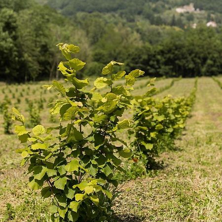 Podere Groppini 菲维扎诺 外观 照片