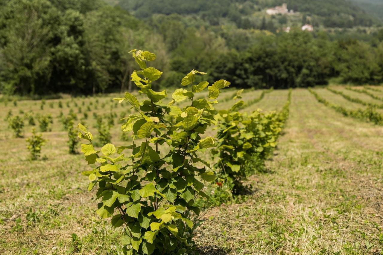 Podere Groppini 菲维扎诺 外观 照片